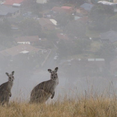 Macropus giganteus (Eastern Grey Kangaroo) at Theodore, ACT - 2 Jun 2012 by MB