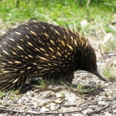 Tachyglossus aculeatus (Short-beaked Echidna) at Googong, NSW - 13 Oct 2012 by MB