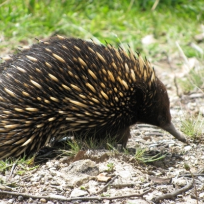 Tachyglossus aculeatus (Short-beaked Echidna) at Googong, NSW - 12 Oct 2012 by MB