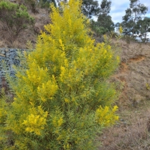 Acacia rubida at Kambah, ACT - 19 Aug 2024