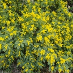 Acacia dealbata (Silver Wattle) at Kambah, ACT - 19 Aug 2024 by Mike