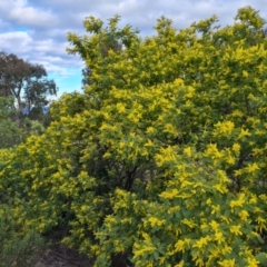 Acacia dealbata at Kambah, ACT - 19 Aug 2024 04:23 PM