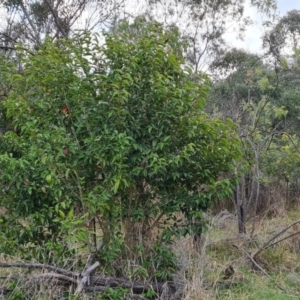 Ligustrum lucidum at Kambah, ACT - 19 Aug 2024