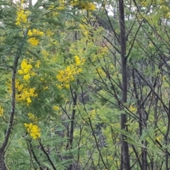 Acacia dealbata at Kambah, ACT - 19 Aug 2024