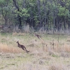 Macropus giganteus (Eastern Grey Kangaroo) at Kambah, ACT - 19 Aug 2024 by Mike