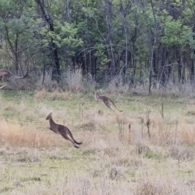 Macropus giganteus (Eastern Grey Kangaroo) at Kambah, ACT - 19 Aug 2024 by Mike