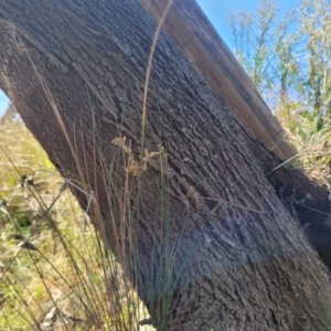 Juncus sp. at Kambah, ACT - 28 Feb 2024