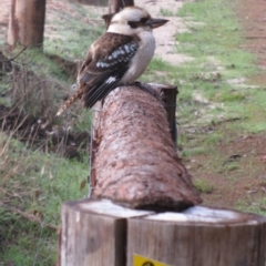 Dacelo novaeguineae (Laughing Kookaburra) at Southampton, WA - 18 Jul 2012 by MB