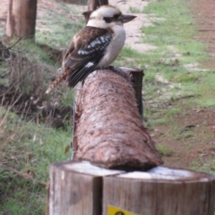 Dacelo novaeguineae (Laughing Kookaburra) at Southampton, WA - 17 Jul 2012 by MB