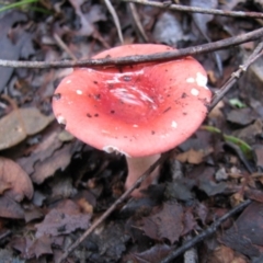 Unidentified Fungus at Nannup, WA - 19 Jul 2012 by MB