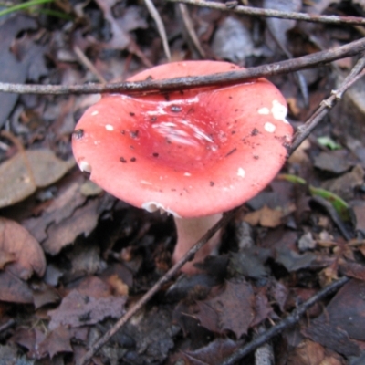 Unidentified Fungus at Nannup, WA - 19 Jul 2012 by MB