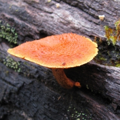 Unidentified Fungus at Nannup, WA - 19 Jul 2012 by MB