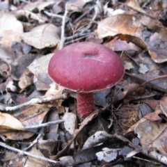 Unidentified Fungus at East Nannup, WA - 19 Jul 2012 by MB