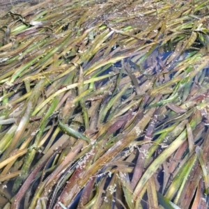 Vallisneria australis at Kambah, ACT - 28 Feb 2024 12:26 PM