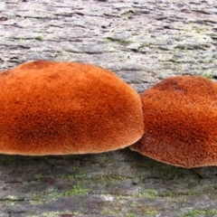 Unidentified Fungus at Donnelly River, WA - 20 Jul 2012 by MB