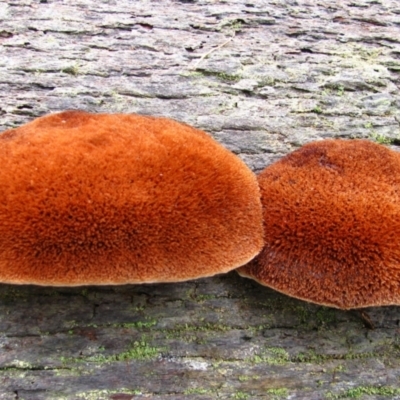 Unidentified Fungus at Donnelly River, WA - 20 Jul 2012 by MB