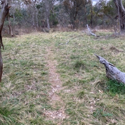 Nassella neesiana (Chilean Needlegrass) at Hackett, ACT - 18 Aug 2024 by waltraud