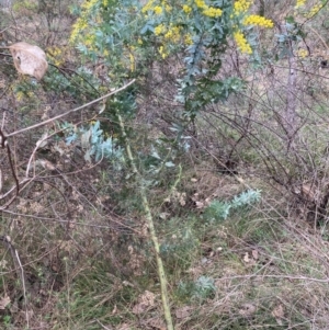 Acacia baileyana at Hackett, ACT - 18 Aug 2024