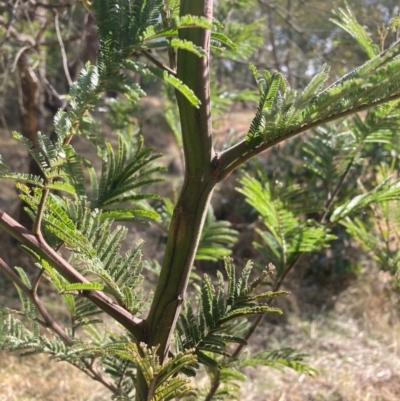 Acacia (genus) (A Wattle) at Hackett, ACT - 18 Aug 2024 by waltraud