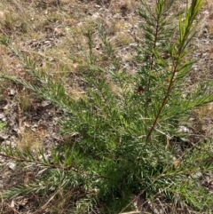 Grevillea sp. (Grevillea) at Hackett, ACT - 18 Aug 2024 by waltraud