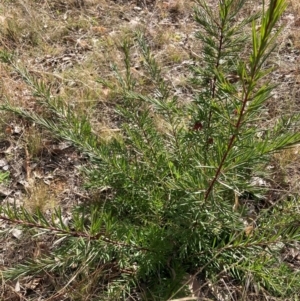 Grevillea sp. at Hackett, ACT - 18 Aug 2024