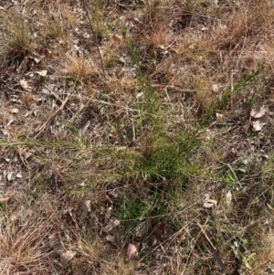 Grevillea sp. at Hackett, ACT - 18 Aug 2024