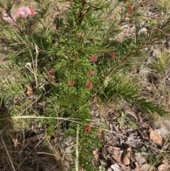 Grevillea sp. (Grevillea) at Hackett, ACT - 18 Aug 2024 by waltraud