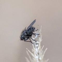 Muscidae (family) at Russell, ACT - 19 Aug 2024