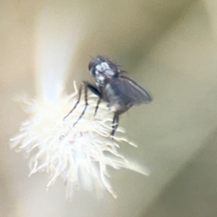 Muscidae (family) at Russell, ACT - 19 Aug 2024