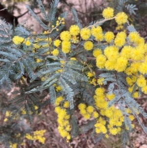 Acacia baileyana x Acacia dealbata at Hackett, ACT - 18 Aug 2024