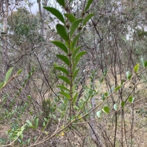 Ligustrum sinense at Hackett, ACT - 18 Aug 2024 04:52 PM