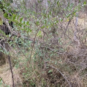 Ligustrum sinense at Hackett, ACT - 18 Aug 2024 04:52 PM