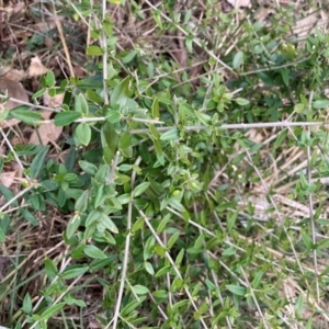 Olea europaea subsp. cuspidata at Hackett, ACT - 18 Aug 2024