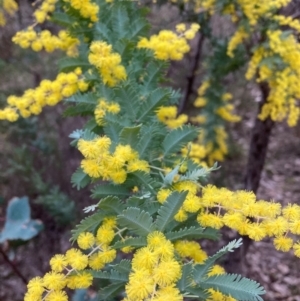 Acacia baileyana at Hackett, ACT - 18 Aug 2024