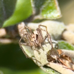 Oxyopes sp. (genus) (Lynx spider) at Russell, ACT - 19 Aug 2024 by Hejor1