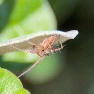 Oxyopes sp. (genus) at Russell, ACT - 19 Aug 2024