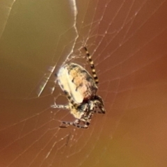 Araneus eburnus at Russell, ACT - 19 Aug 2024 by Hejor1