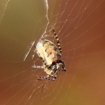 Araneus eburnus at Russell, ACT - 19 Aug 2024 by Hejor1