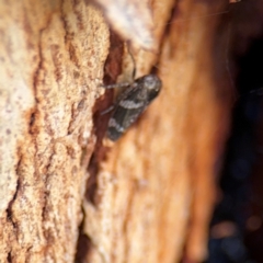 Eurypella tasmaniensis at Russell, ACT - 19 Aug 2024 01:12 PM