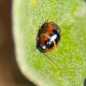 Ellipsidion australe at Russell, ACT - 19 Aug 2024 01:20 PM