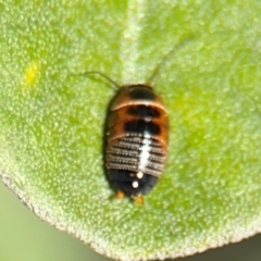 Ellipsidion australe at Russell, ACT - 19 Aug 2024