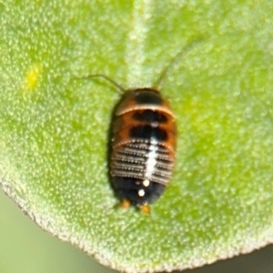 Ellipsidion australe at Russell, ACT - 19 Aug 2024