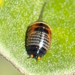 Ellipsidion australe at Russell, ACT - 19 Aug 2024