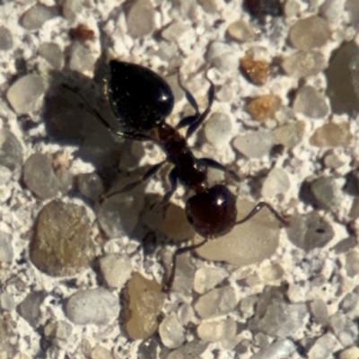 Crematogaster sp. (genus) (Acrobat ant, Cocktail ant) at Russell, ACT - 19 Aug 2024 by Hejor1