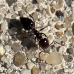 Crematogaster sp. (genus) at Russell, ACT - 19 Aug 2024