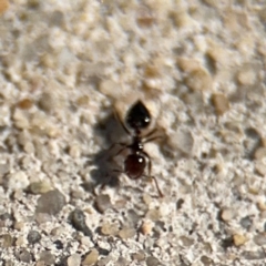 Crematogaster sp. (genus) at Russell, ACT - 19 Aug 2024