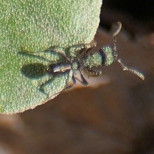 Rhytidoponera metallica at Russell, ACT - 19 Aug 2024 01:22 PM