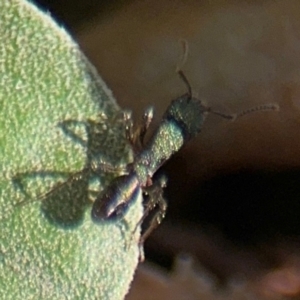 Rhytidoponera metallica at Russell, ACT - 19 Aug 2024 01:22 PM