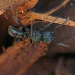 Rhytidoponera metallica at Russell, ACT - 19 Aug 2024 01:22 PM