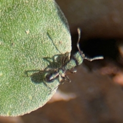 Rhytidoponera metallica at Russell, ACT - 19 Aug 2024 01:22 PM